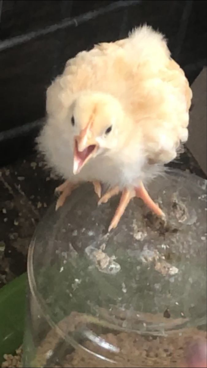 a small white bird sitting on top of a glass bowl