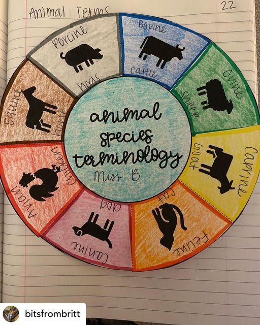 an animal species wheel with the words animal species and their names in each circle on it