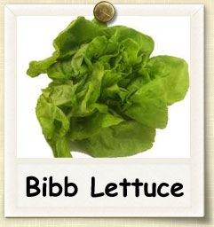 lettuce with the words bibb lettuce on it and a penny