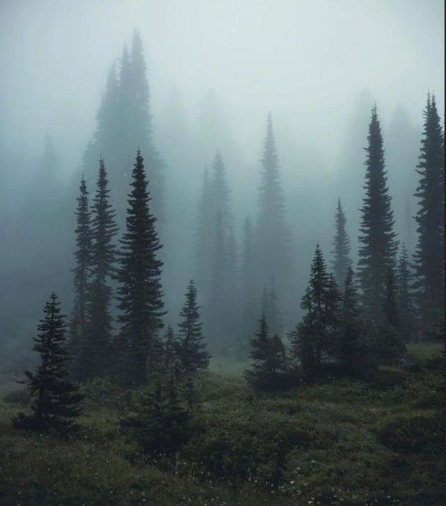 foggy forest with trees in the foreground