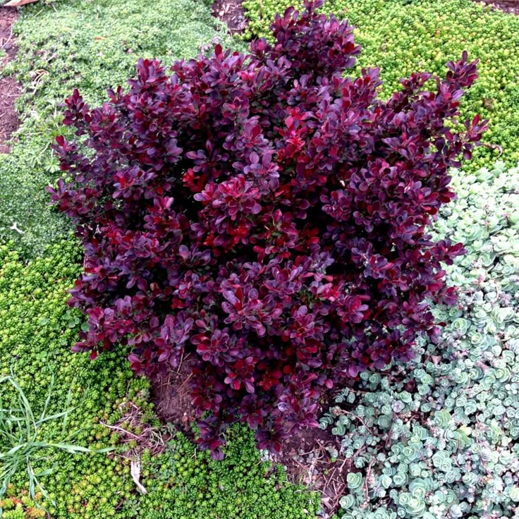 purple and green plants are growing in the ground