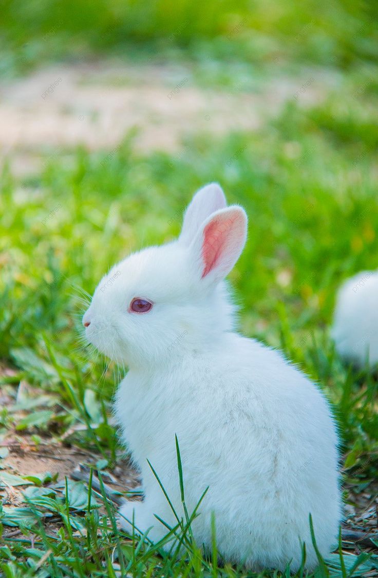 a small white rabbit sitting in the grass