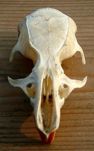 an animal's skull is shown on a wooden surface