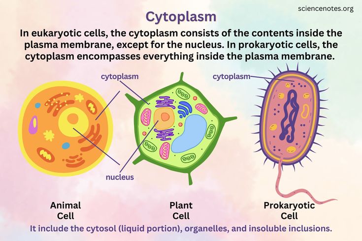 an image of the structure of a plant cell and its functions in photoshopia