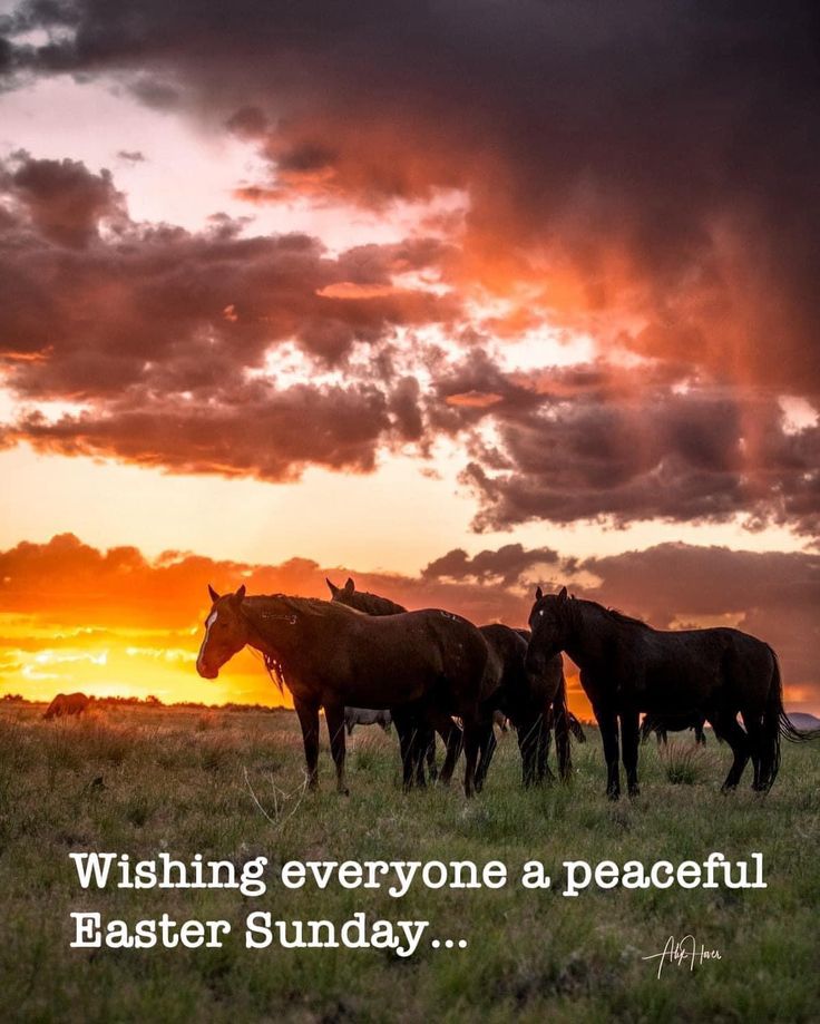 three horses standing in a field with the sun setting behind them and an inspirational quote about wishing everyone a peaceful easter sunday