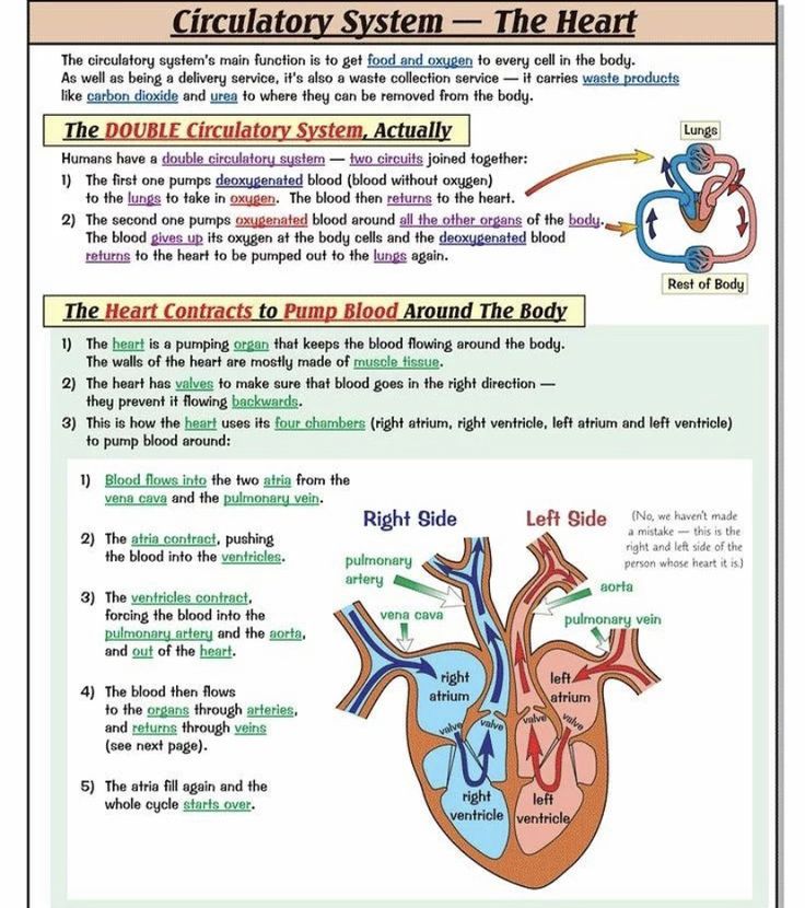 the circulator system is shown in this diagram, which shows how it works