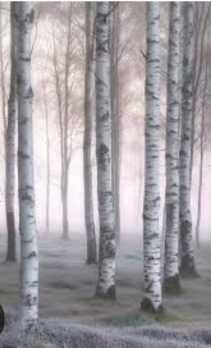 a forest filled with lots of trees covered in fog