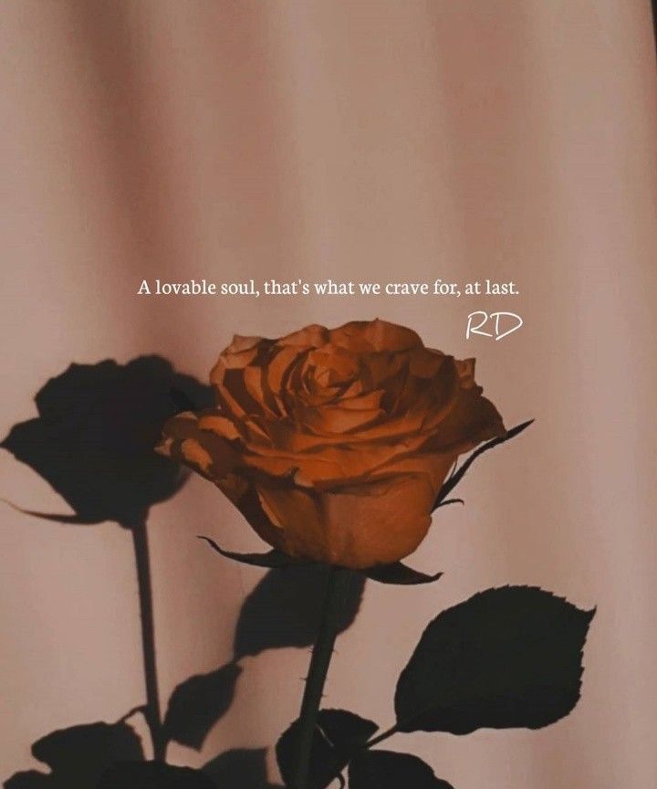 a single orange rose sitting on top of a table next to a white curtain with the words, a favorite soul, that's what we crave for, at last