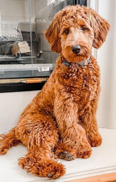 a brown dog sitting on top of a window sill next to a glass case