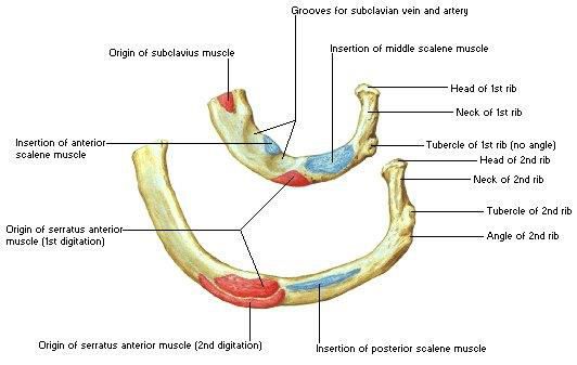 the anatomy of the arm and wrist