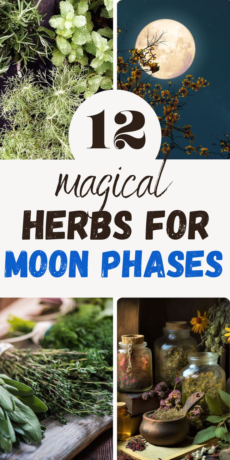 in this blog post we explore 12 herbs that correspond to all four moon phases. Use them for moon rituals, potion making, crafting amulets,... Moon Herbs Witchcraft, Moon Water Herbs, Herbs For Full Moon Ritual, New Moon Herbs, Herbs For Full Moon, Full Moon Herbs, Spoonie Witch, Beaver Full Moon, Herbalism Recipes