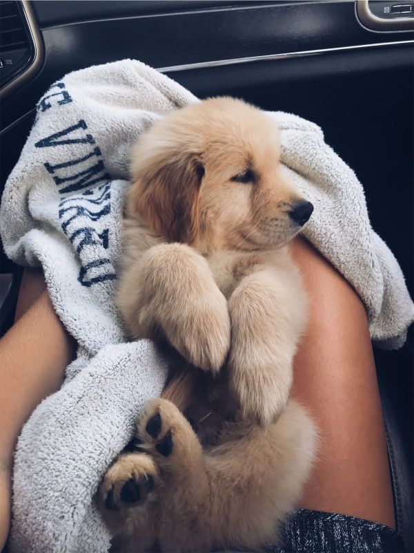 a puppy that is laying down on someone's lap with a towel over it