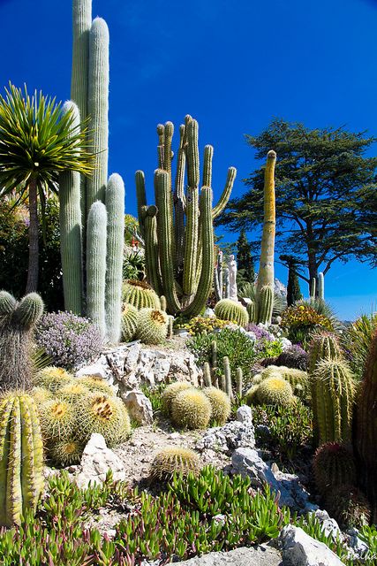 many different types of cactus and succulents in a garden with blue sky