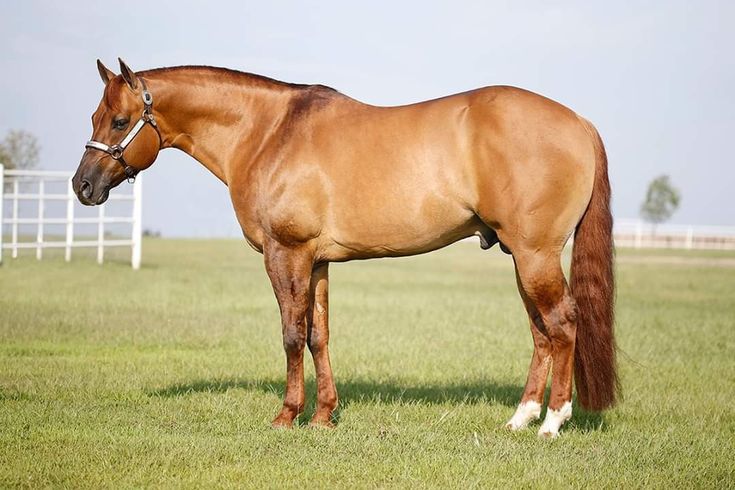 a brown horse standing on top of a lush green field