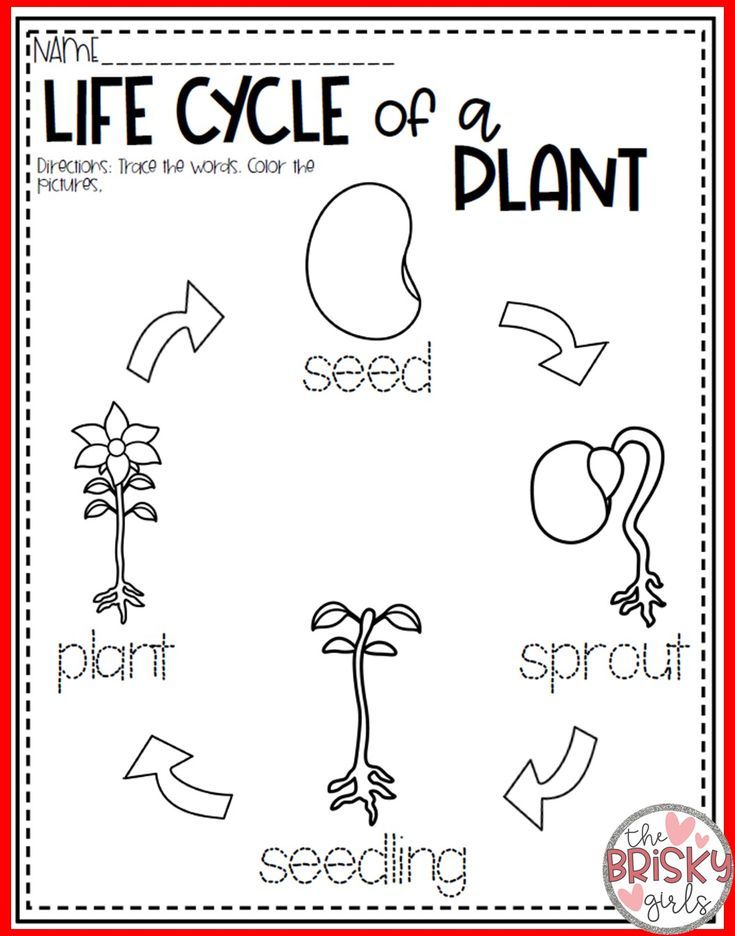 the life cycle of a plant worksheet for kids to learn how to write and draw