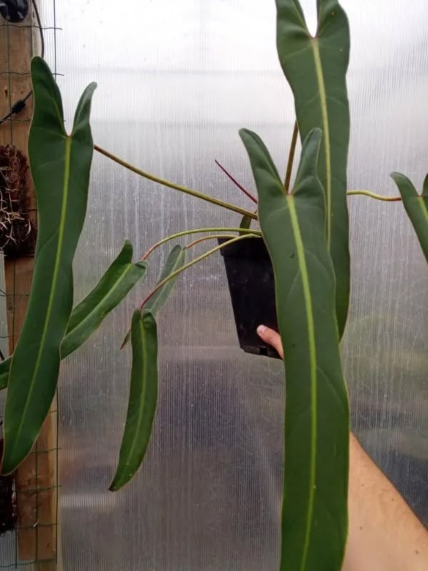 a hand is holding up a plant with long green leaves in front of a greenhouse door