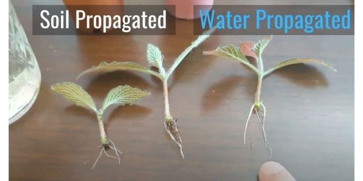 three plants that have been propagated on a table with water in the background