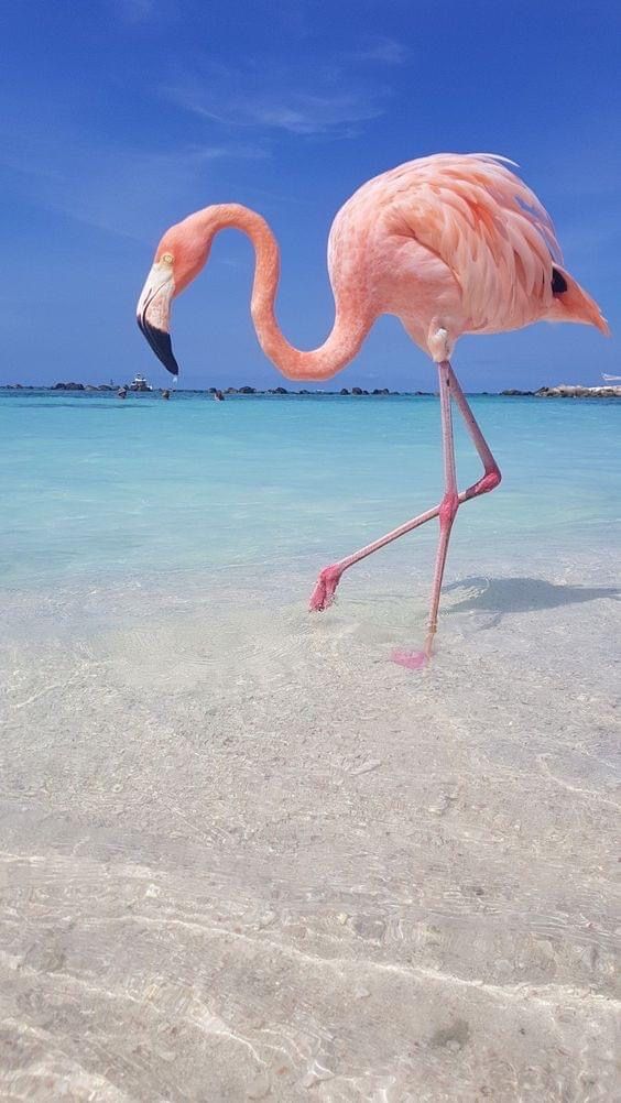 a pink flamingo standing on top of a sandy beach