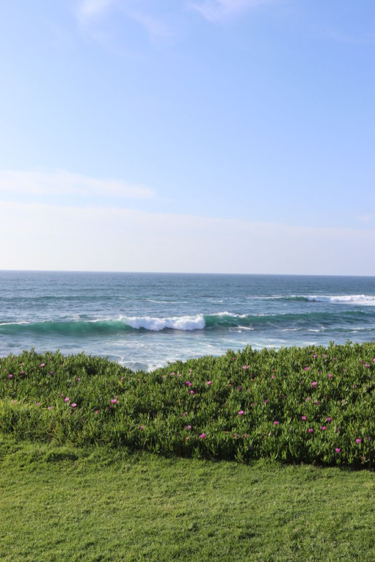 an ocean view with pink flowers in the foreground and green grass on the other side