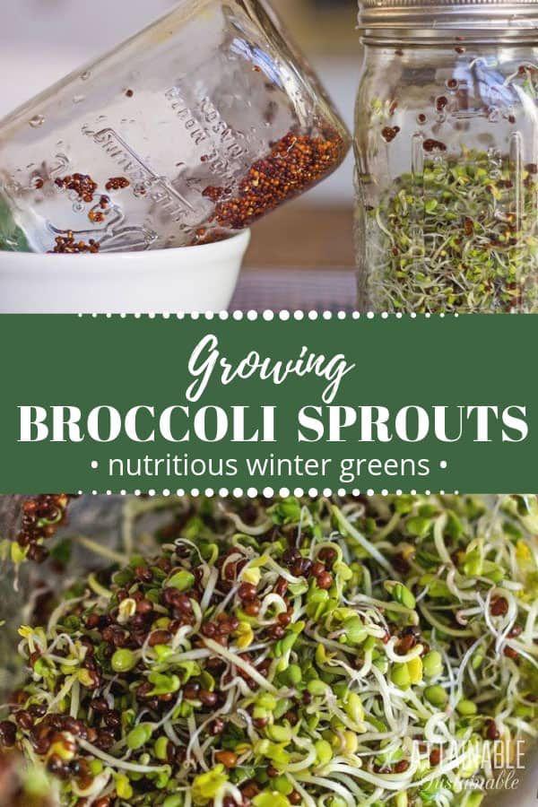 broccoli sprouts in a glass jar with the words growing broccoli sprouts nutritious winter greens