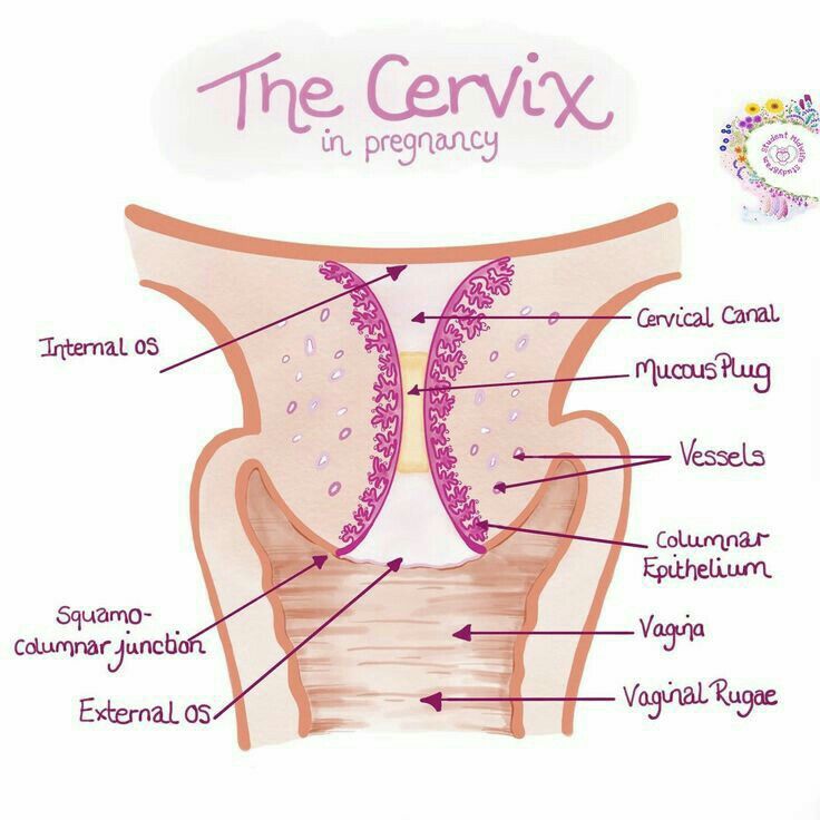 the cervix in pregnant woman's stomach is labeled with labels on it