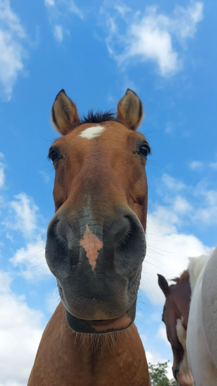 a brown horse standing next to a white horse