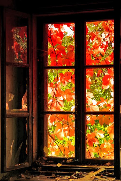 an open window with red leaves on it