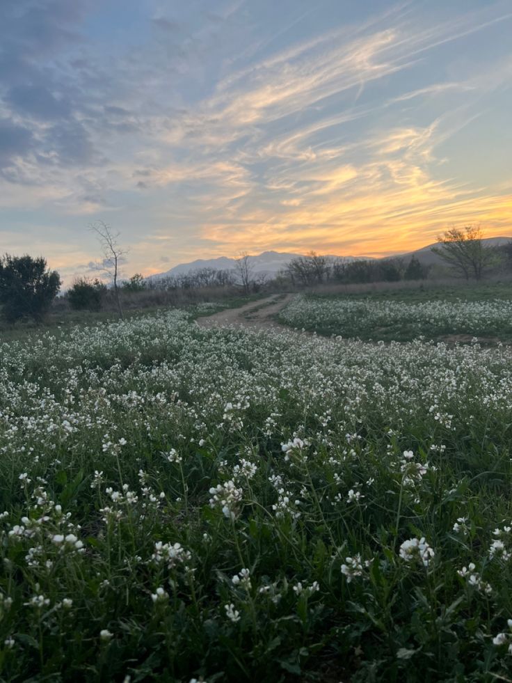 a field with white flowers and trees in the background