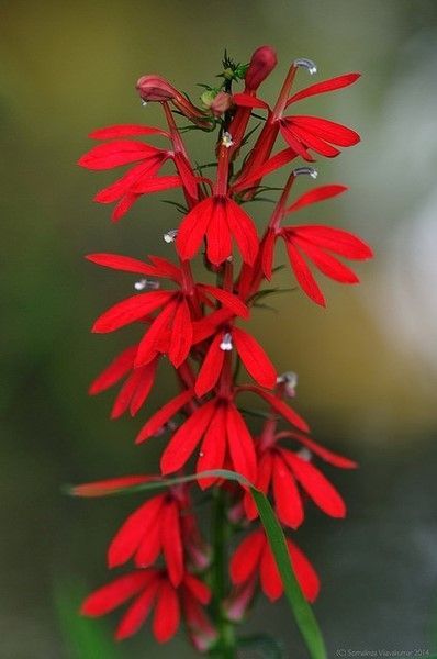 a red flower with water droplets on it