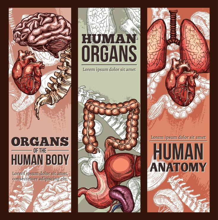 two vertical banners with human organs and the words organ, human anatomy on orange background