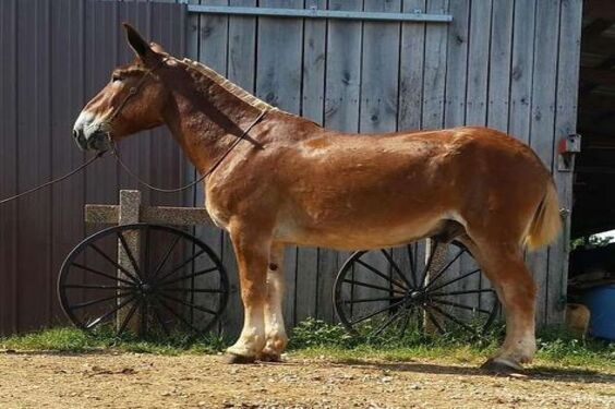 a brown horse standing in front of a wooden building next to a wheelbarrow