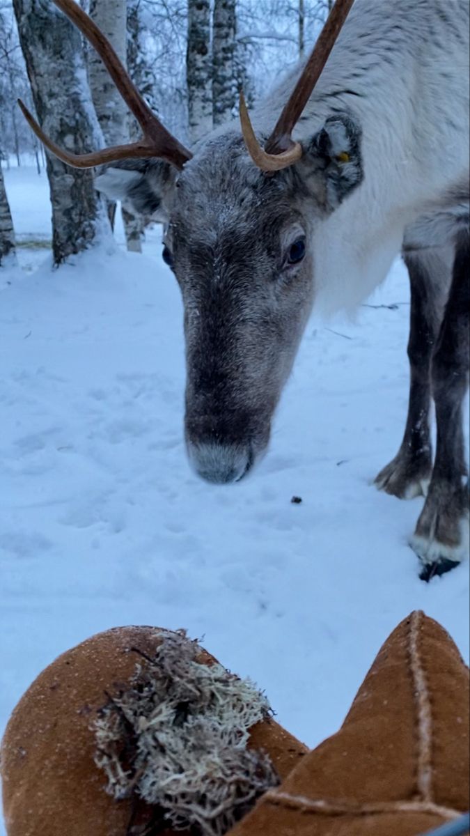 a reindeer standing in the snow next to a person