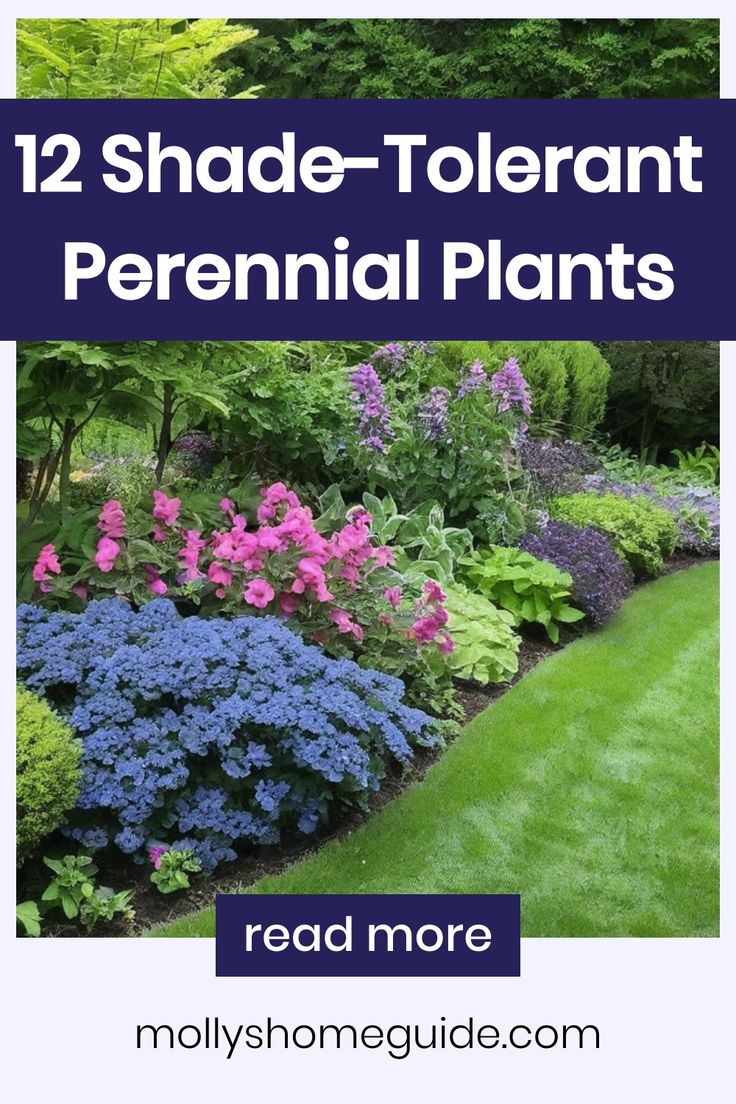 a garden with blue and purple flowers in the middle, text reads 12 shade - to - plant perennial plants read more