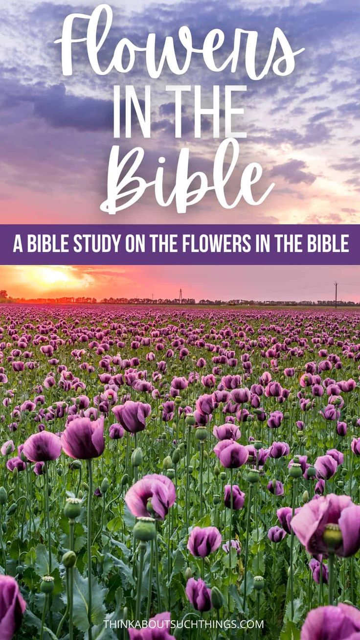 purple flowers in the field with text overlay that reads, flowers in the bible