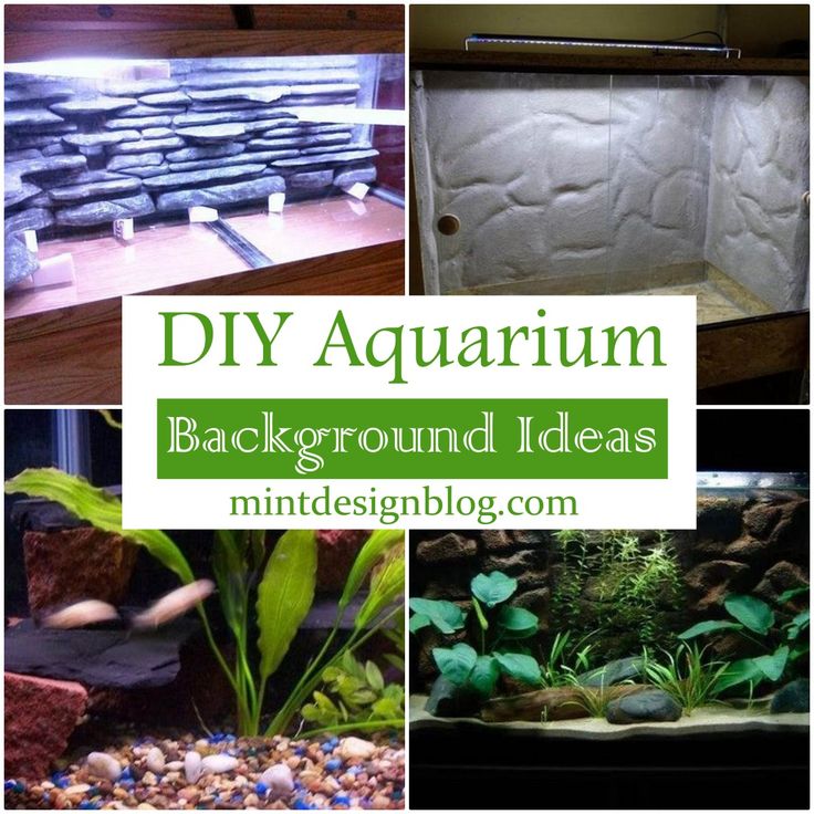 there are many different types of aquariums in this collage with the words diy aquarium background ideas