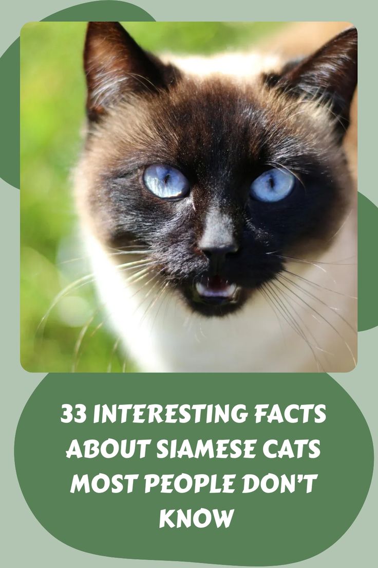 a siamese cat with blue eyes and the words 33 interesting fact about siamese cats most people don't know