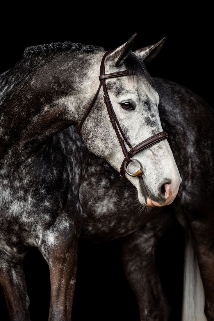 Dark dapple gray Irish Sport Horse gelding with jumper braids, equine black background photographed in Lexington, KY. White Background Portrait, Black Background Portrait, Irish Horse, Dapple Grey Horses, Irish Sport Horse, Grey Horses, Background Portrait, Art Photoshoot, Blue Roan