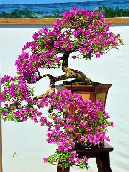 a bonsai tree with purple flowers growing out of it