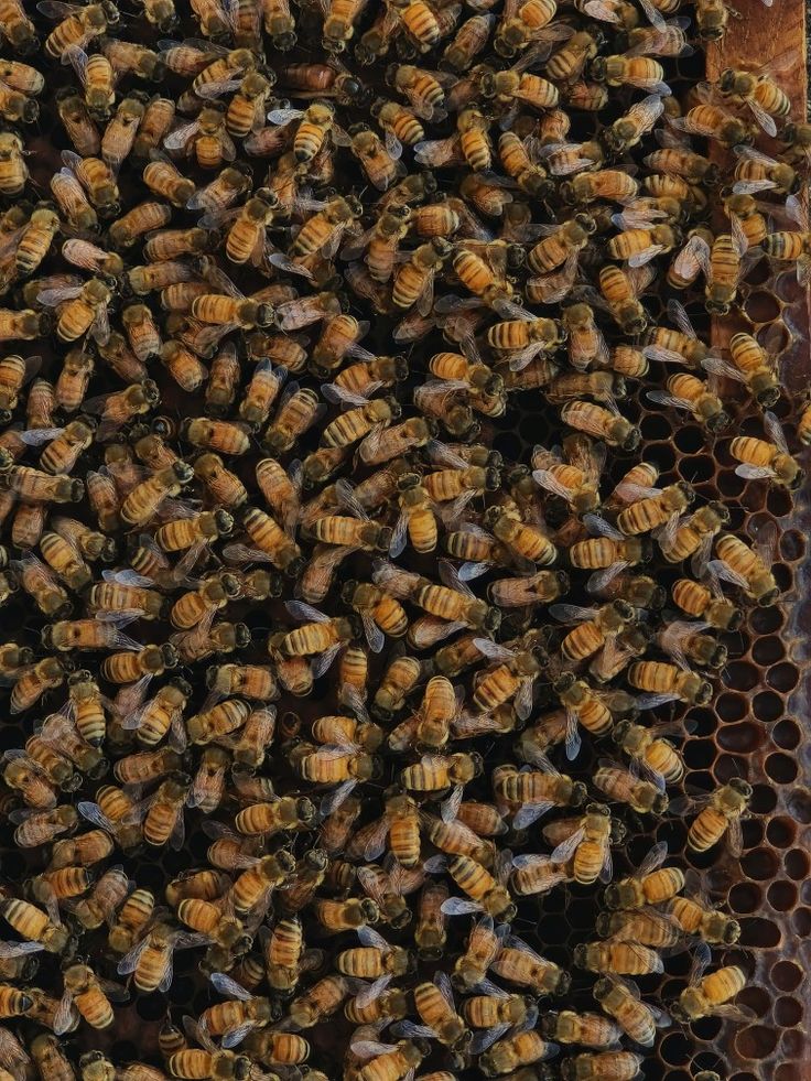 a bunch of bees that are in a beehive