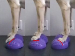 four pictures of a dog standing on top of a purple ball with one foot in the air