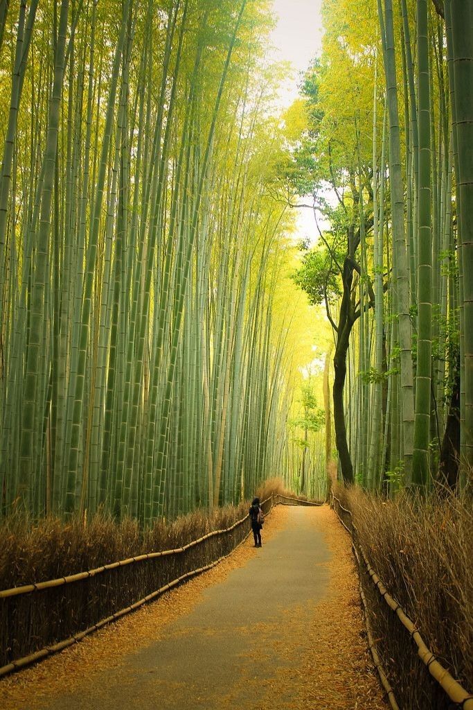 a person walking down a path between tall bamboo trees