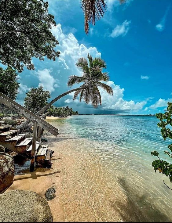 a tropical beach with palm trees and clear water