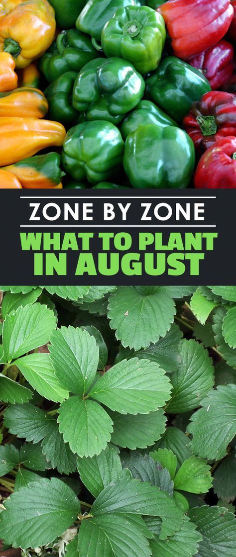 green and red peppers with the words zone by zone what to plant in august?