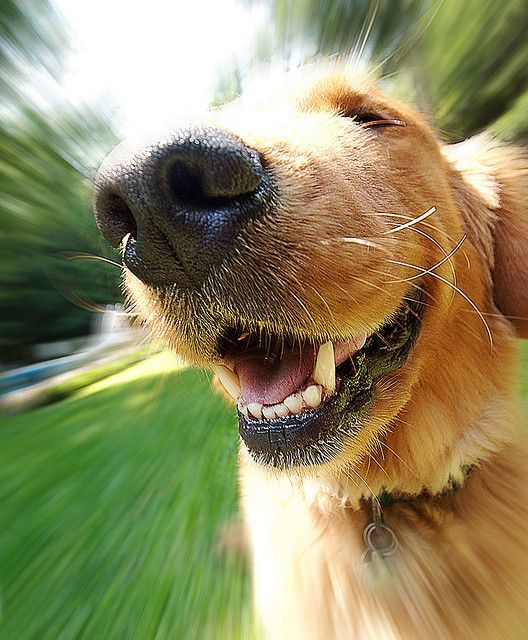 a close up of a dog's face with its mouth open and grass in the background