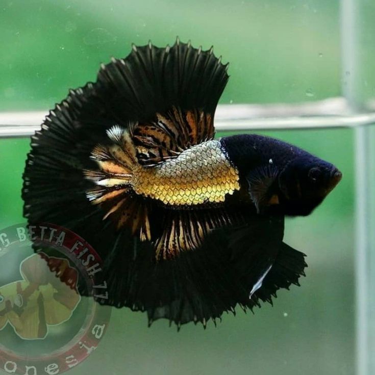 a black and yellow fish in an aquarium