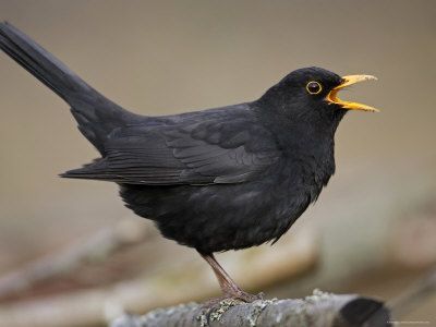 a black bird with yellow beak standing on a piece of wood