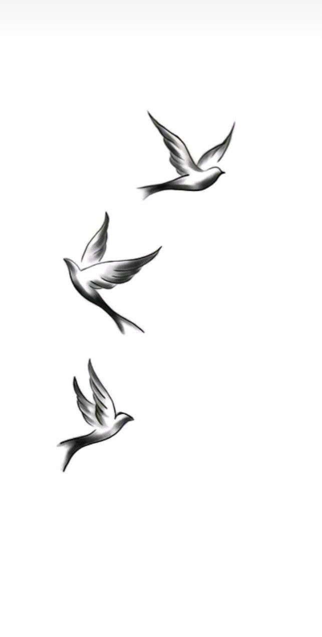 three birds are flying in the sky together