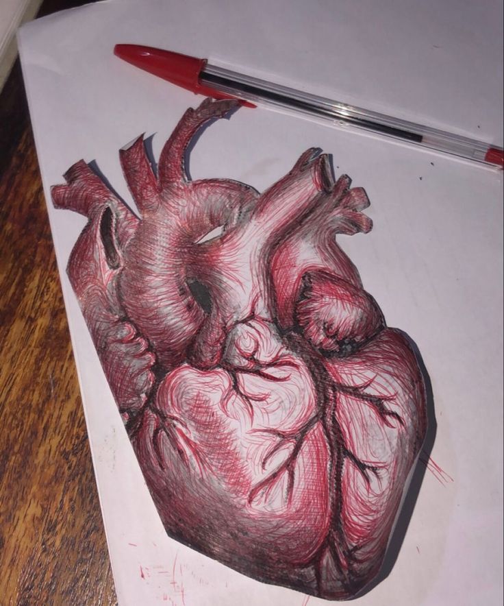 a drawing of a human heart on paper