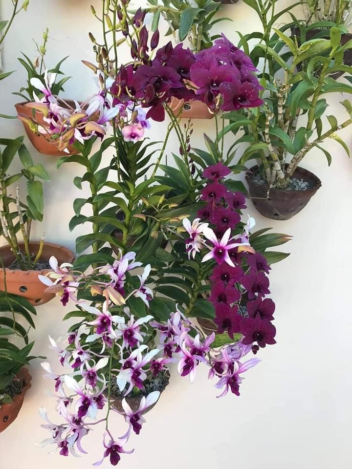 purple and white orchids in pots on the wall next to each other with green leaves