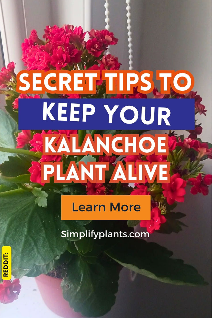 a potted plant with pink flowers and the words secret tips to keep your kaanchoe plant alive learn more